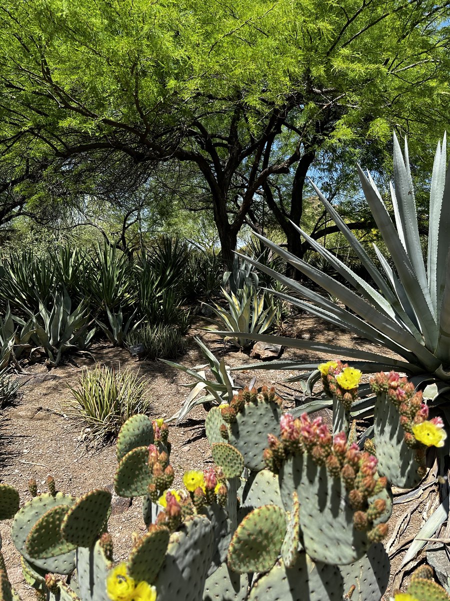 Desert Botanical Garden tweet media