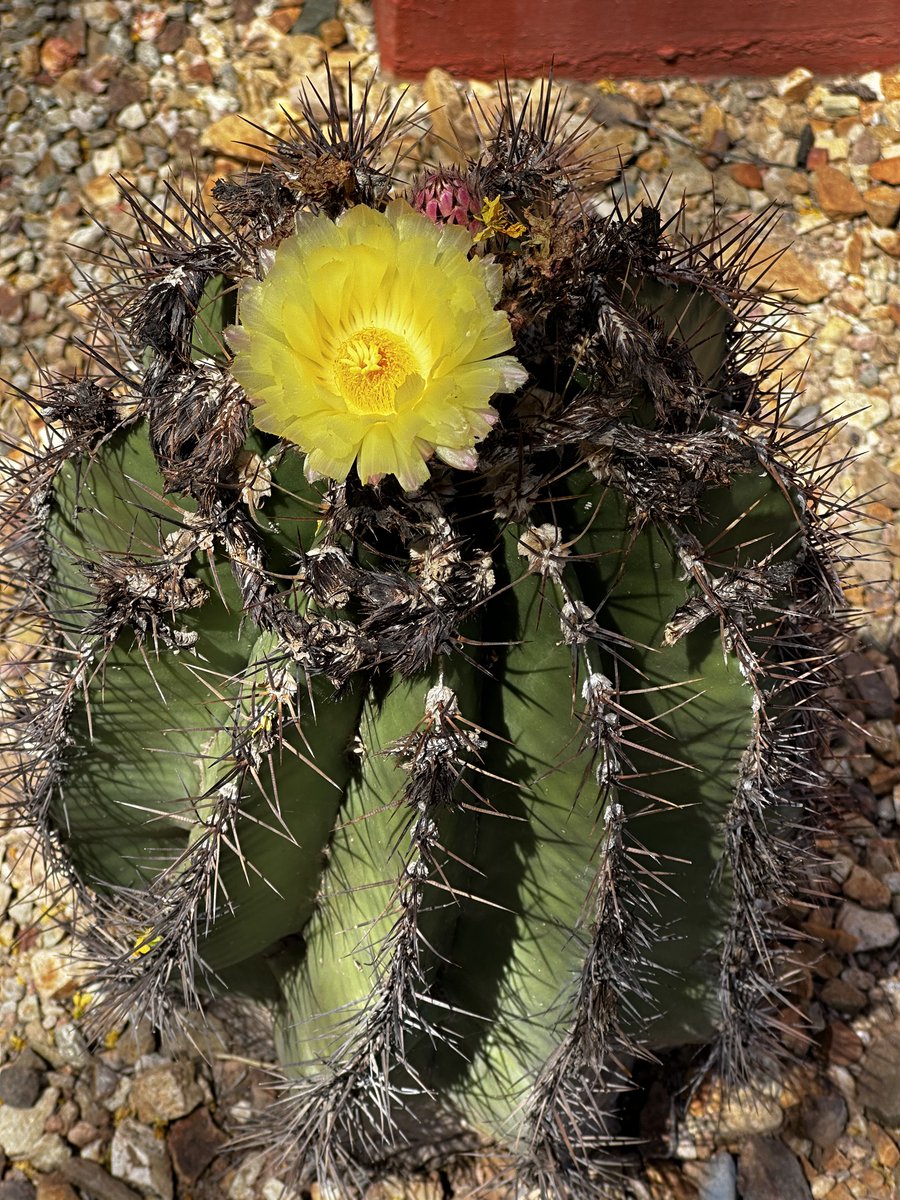 Desert Botanical Garden tweet media