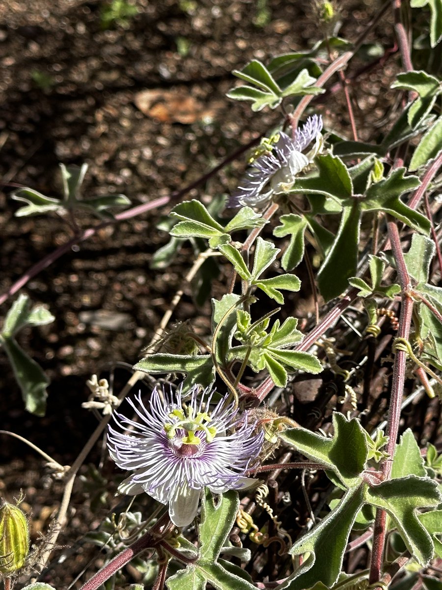 Desert Botanical Garden tweet media
