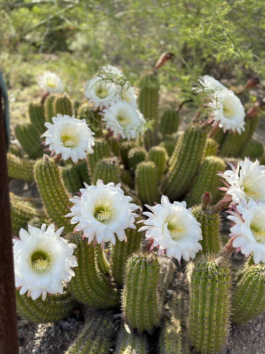 Desert Botanical Garden tweet media