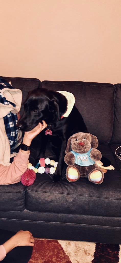 LunaSirius2020's tweet photo. Someone, and I’m not saying who, celebrated their birthday last week. Ok it was me, I turned 3!! I got new toys and Mommy made my favorite eggs.. yum! Best Day Ever!! https://t.co/g2LexA50lJ