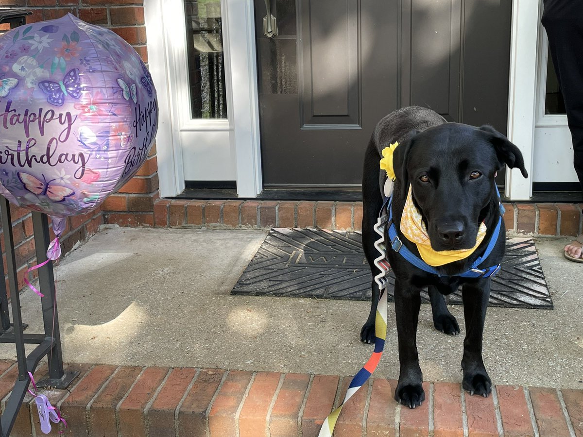 LunaSirius2020's tweet photo. Someone, and I’m not saying who, celebrated their birthday last week. Ok it was me, I turned 3!! I got new toys and Mommy made my favorite eggs.. yum! Best Day Ever!! https://t.co/g2LexA50lJ