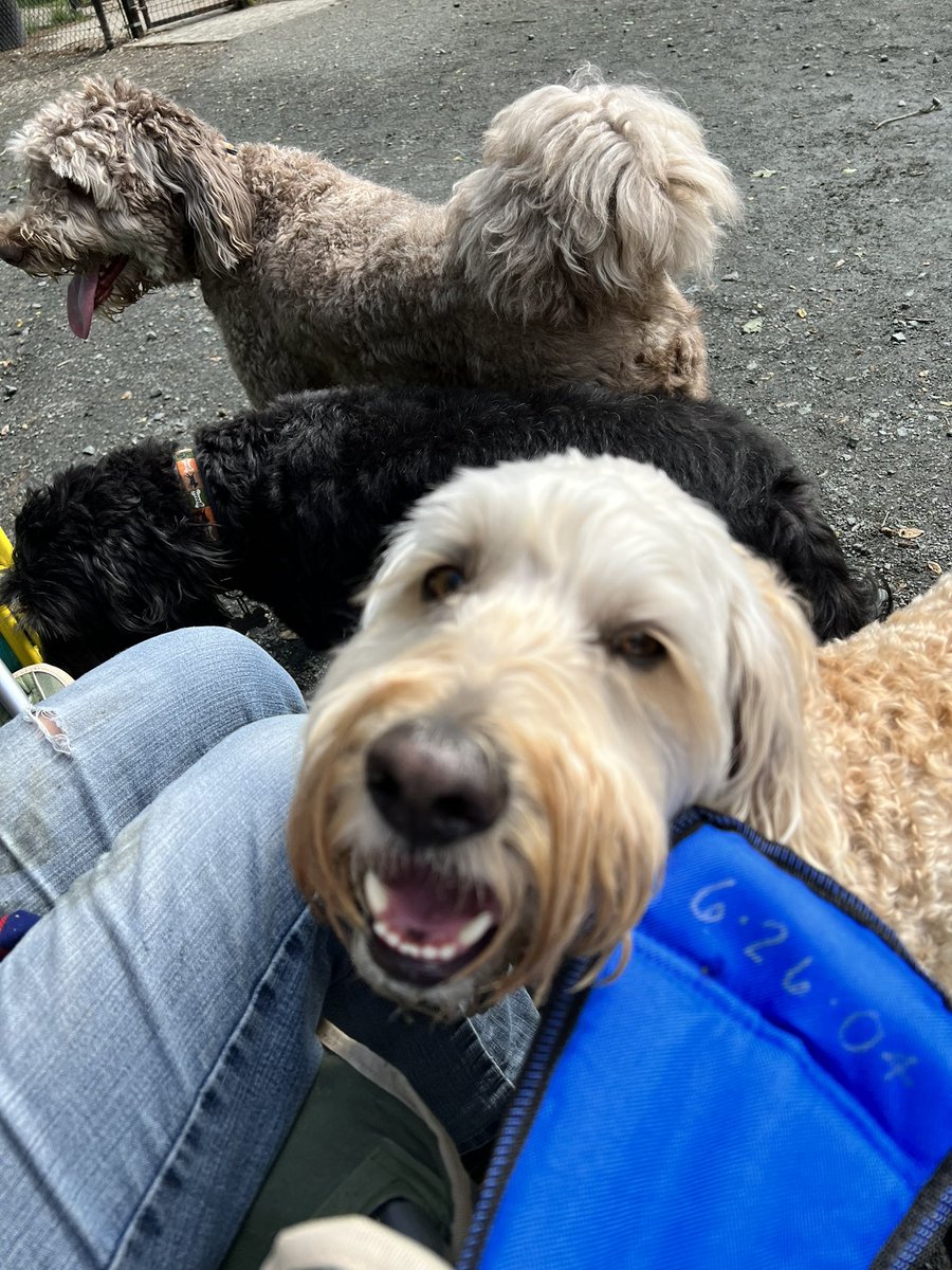 Tommy's Pantry (@tommyspantry) on Twitter photo We loved all of the four legged friends who came out today to bring donations for <a href="/HumaneRescue/">Humane Rescue</a> 💚💚 what a beautiful Saturday to spread love to the pets and pet lovers in our community! We loved all of the four legged friends who came out today to bring donations for <a href="/HumaneRescue/">Humane Rescue</a> 💚💚 what a beautiful Saturday to spread love to the pets and pet lovers in our community!