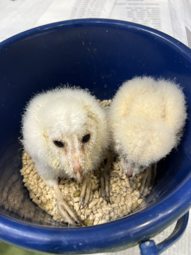 owlcafe_fukurou's tweet photo. レプタイルエキスポin蒲田に出店しています。
メンフクロウのヒナちゃんズも来ています。
ぜひ遊びに来てね。
#メンフクロウ　#レプタイルエキスポ https://t.co/r0Jo4slQL3