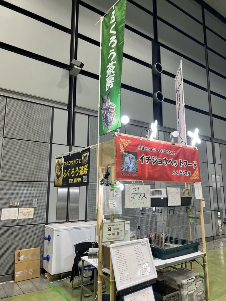 owlcafe_fukurou's tweet photo. レプタイルエキスポin蒲田に出店しています。
メンフクロウのヒナちゃんズも来ています。
ぜひ遊びに来てね。
#メンフクロウ　#レプタイルエキスポ https://t.co/r0Jo4slQL3