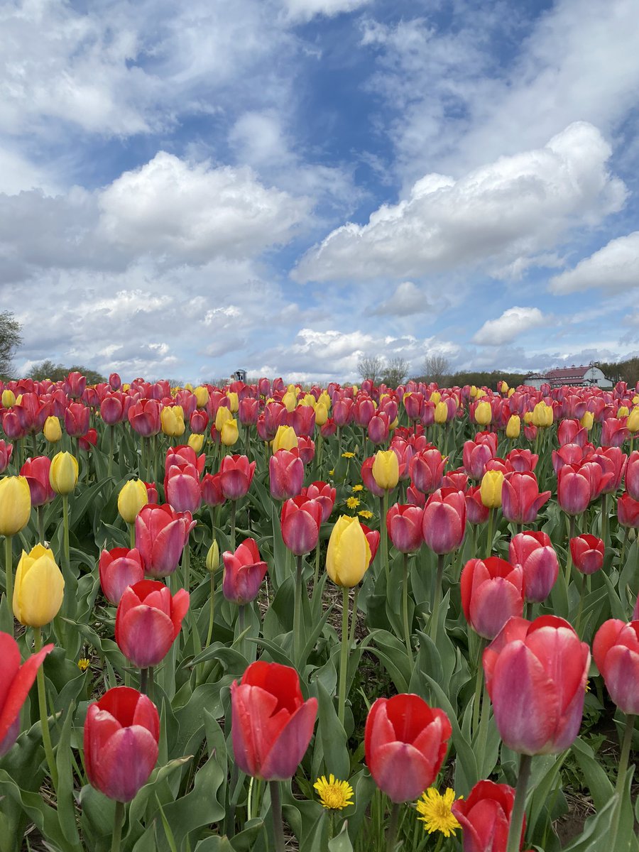What a wonderful afternoon at <a href="/kuipersfarm/">Kuipers Family Farm</a>! #midwesttulipfest
