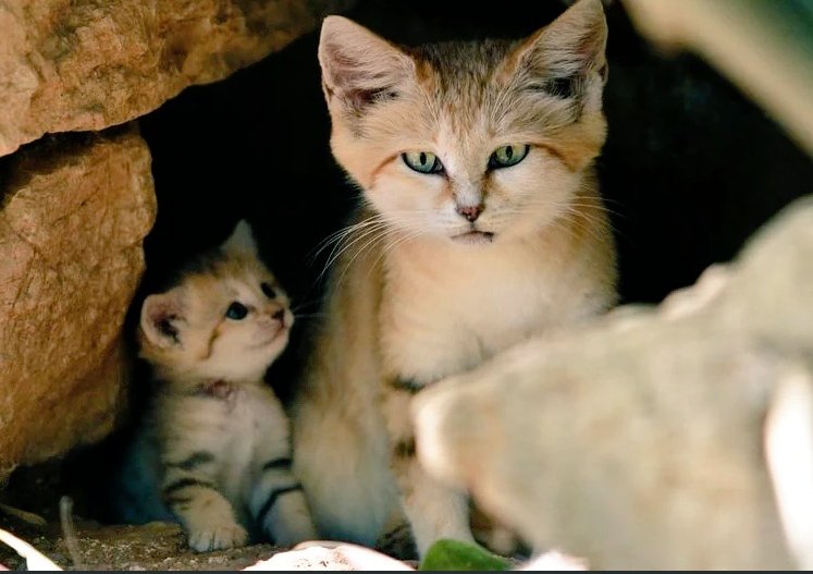 AMAZlNGNATURE's tweet photo. A Sand cat and her mini meow. Cute but tough survivors. https://t.co/mbRVSgmc4G
