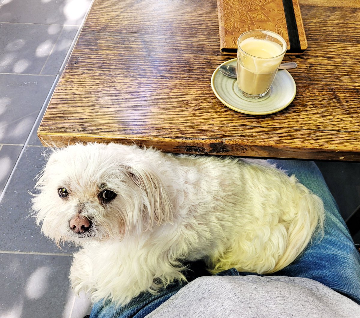 Tao's keeping my lap warm on a brisk 13° Melbourne morning #MeAndMyTao #Maltese #CafeLife #DogsLife #CuteDogs #DogsofMelbourne #DogsofTwittter