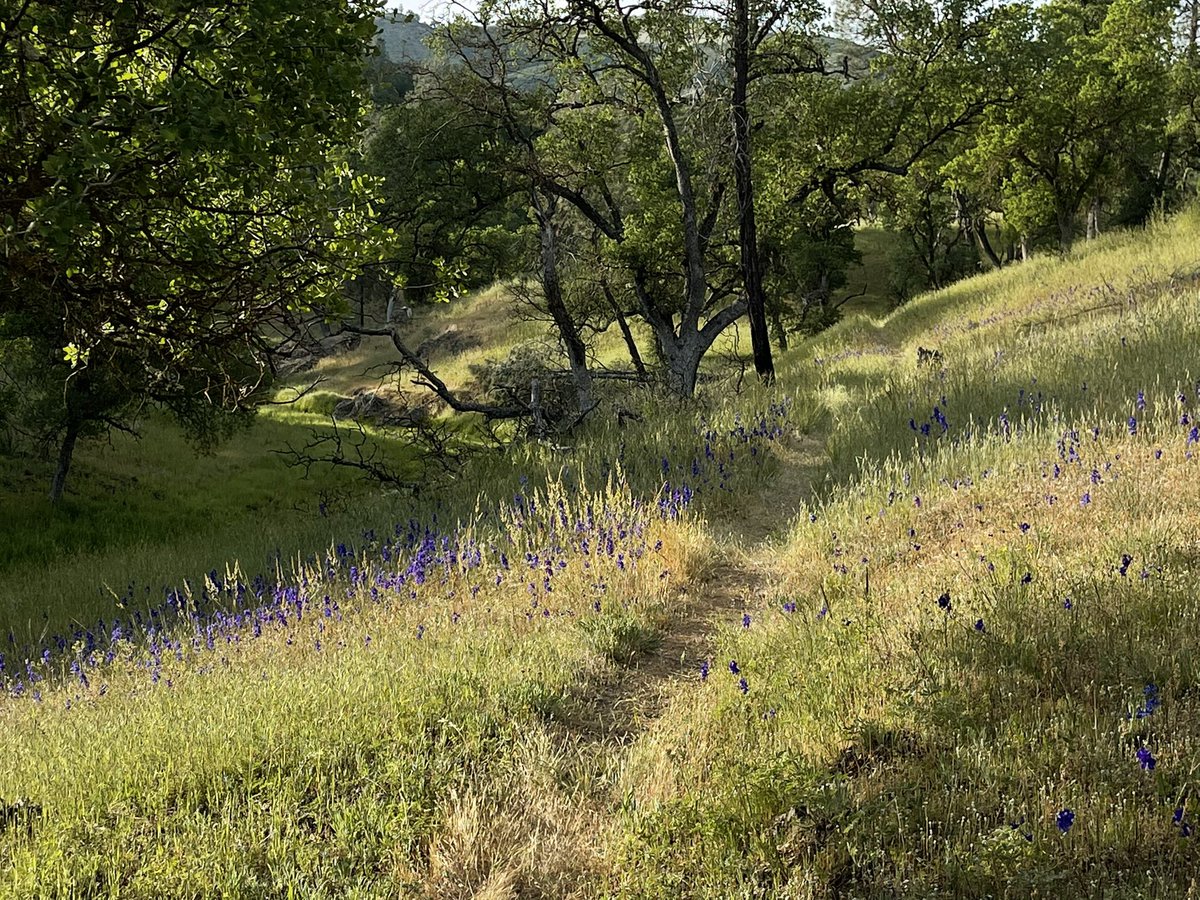 Elias_Funez's tweet photo. Meanwhile, in the Orestimba Wilderness. #henrycoe #orestimba #backcountryweekend #cawx @CAStateParks https://t.co/mC1EYAAWaE