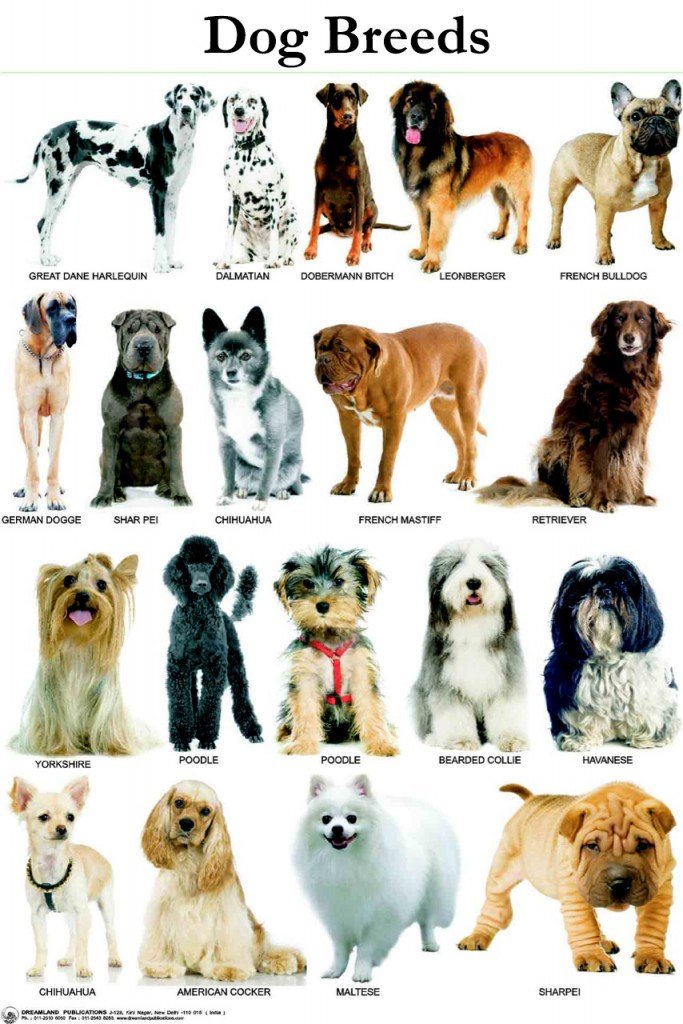 These are all the dogs that I poisoned today