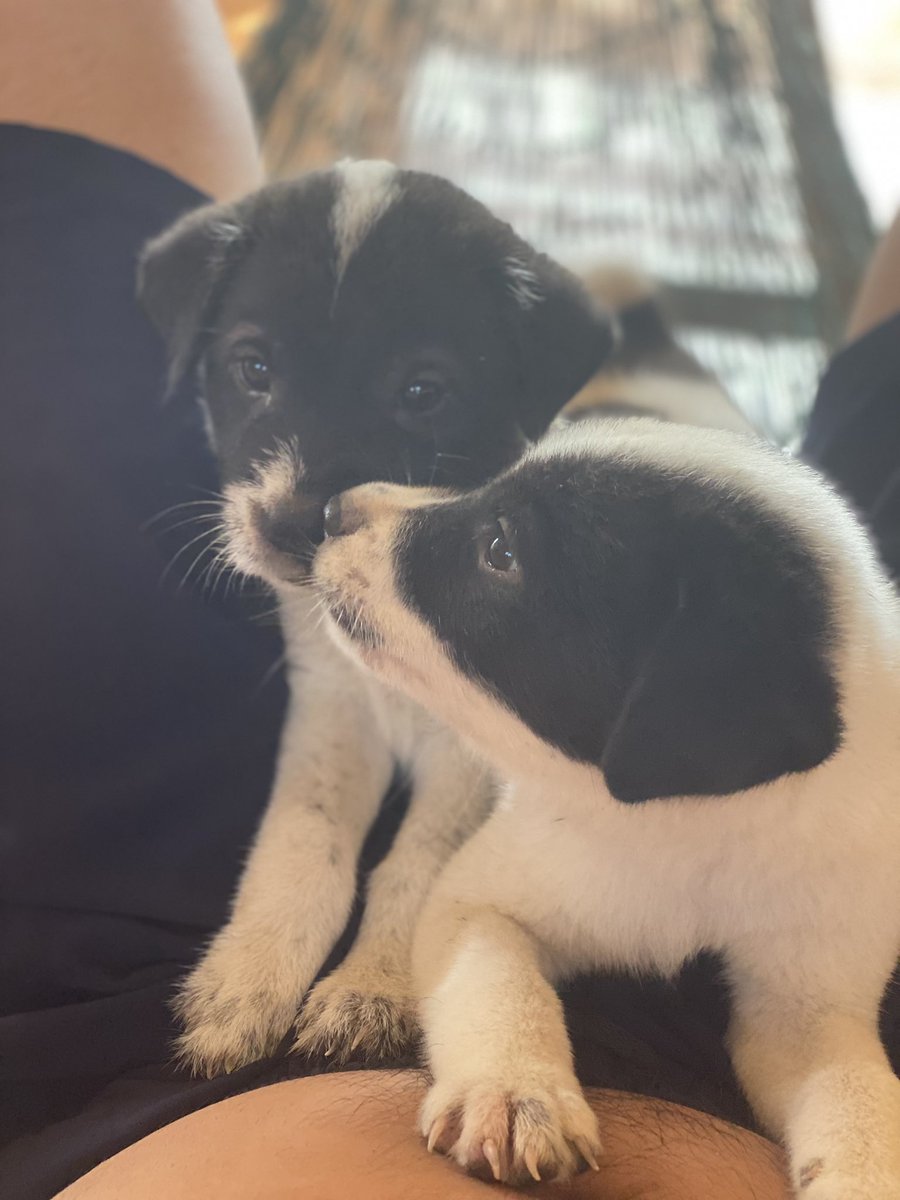 lockaleb99's tweet photo. Thích 🐶 hay thích bụng 😂 https://t.co/UaT6UVrnaK