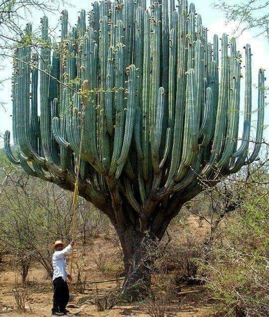 Cactus in Oaxaca