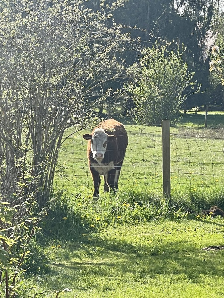drvan's tweet photo. So this weekend we seemed to have past by spring &amp; jumped right into summer. 120°+ in the greenhouse! I made the most of it as #FarmerDave &amp; was #Gratitude101 the entire way. Currently reading #AnnPetry’s #TheStreet for book club while on the swing &amp; listening to the chickens. ❤️ https://t.co/Y9L6vaX8St