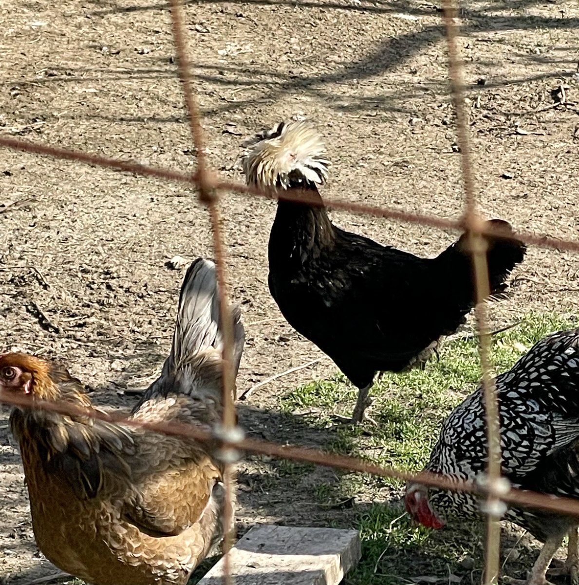 drvan's tweet photo. So this weekend we seemed to have past by spring &amp; jumped right into summer. 120°+ in the greenhouse! I made the most of it as #FarmerDave &amp; was #Gratitude101 the entire way. Currently reading #AnnPetry’s #TheStreet for book club while on the swing &amp; listening to the chickens. ❤️ https://t.co/Y9L6vaX8St