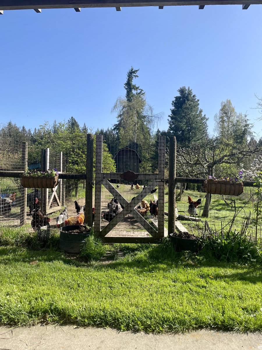drvan's tweet photo. So this weekend we seemed to have past by spring &amp; jumped right into summer. 120°+ in the greenhouse! I made the most of it as #FarmerDave &amp; was #Gratitude101 the entire way. Currently reading #AnnPetry’s #TheStreet for book club while on the swing &amp; listening to the chickens. ❤️ https://t.co/Y9L6vaX8St