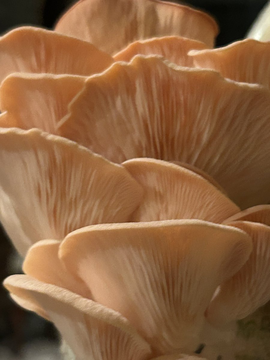 jaquefova's tweet photo. @Fungi_Cosas @AdanArandaR 100% recomendado, adjunto foto de mi cultivo después del curso. 🍄💚 https://t.co/aPbNYfVCOX