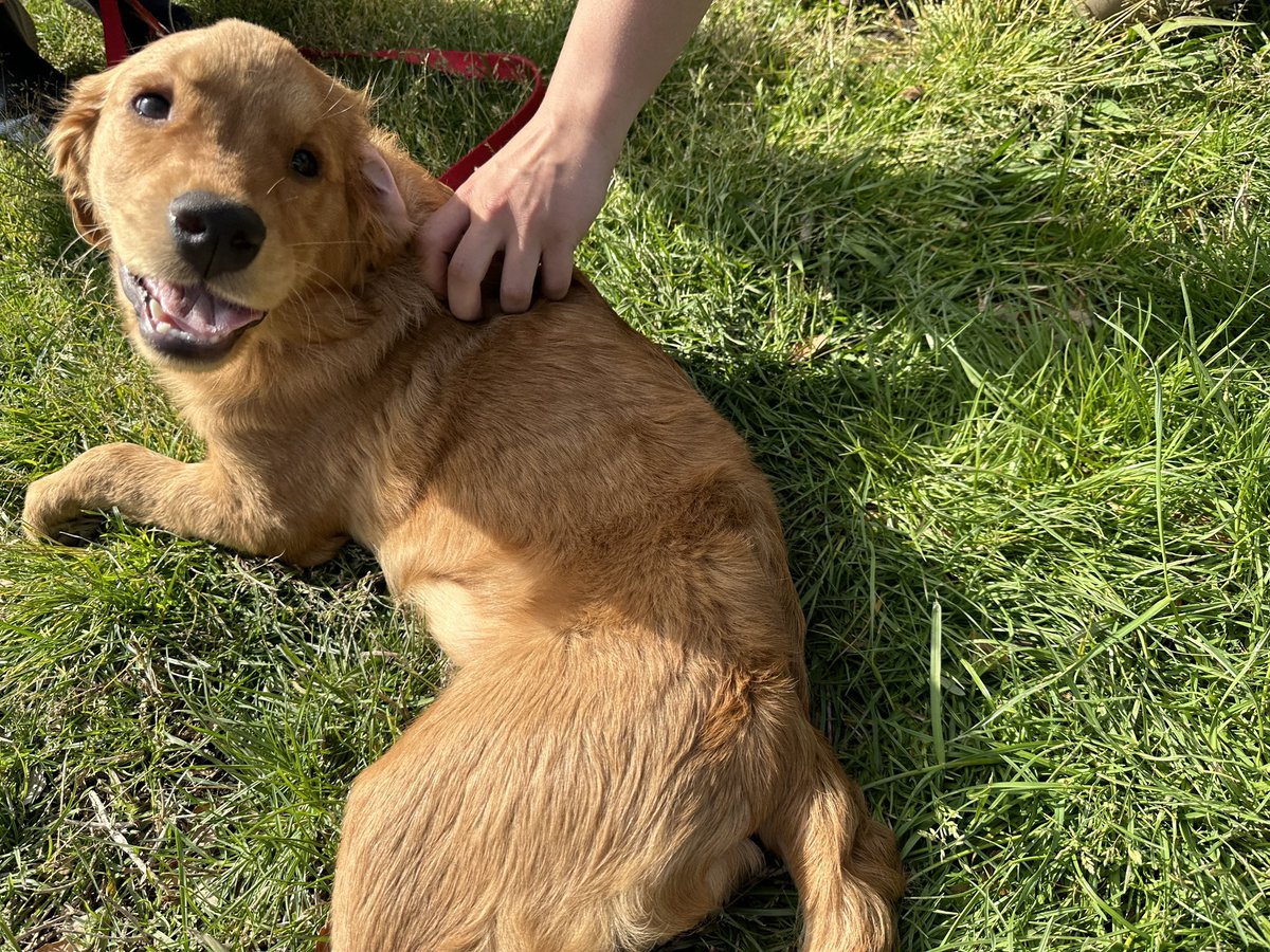 D4SanJose's tweet photo. It’s inspiring to see so many volunteers planting trees to celebrate #ArborDay. Residents, elected officials from the city, county and state, and most importantly, adorable pups were all in attendance. We’re getting closer and closer to our goal of planting 1000 trees! https://t.co/sZ7J7sWNdP