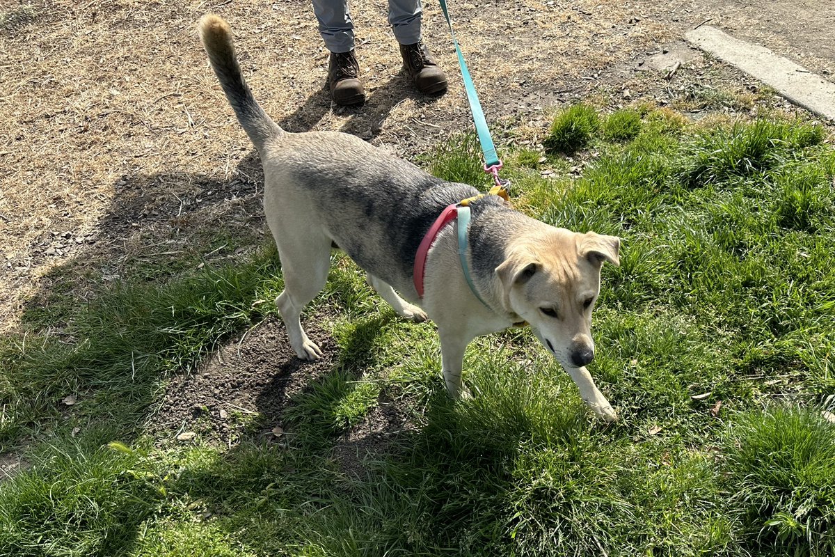 D4SanJose's tweet photo. It’s inspiring to see so many volunteers planting trees to celebrate #ArborDay. Residents, elected officials from the city, county and state, and most importantly, adorable pups were all in attendance. We’re getting closer and closer to our goal of planting 1000 trees! https://t.co/sZ7J7sWNdP