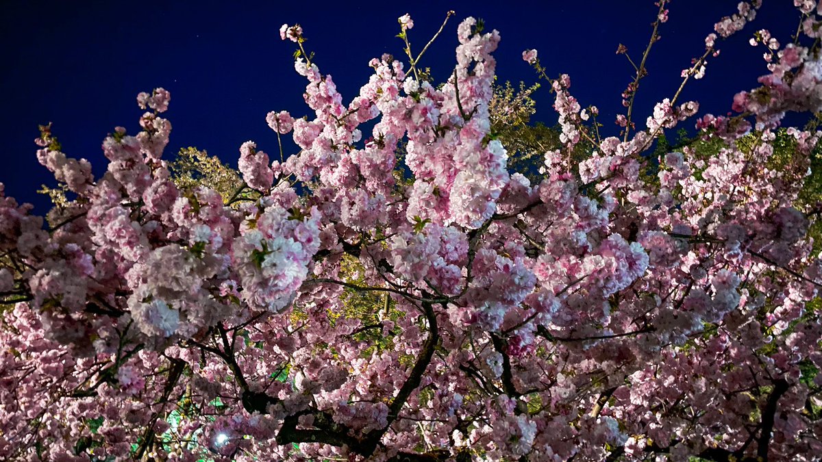 yasuminpaku's tweet photo. 弘前さくらまつりの
夜桜ライトアップ圧巻😍
GW初日の夜にも関わらず人少なく穴場でした。21時以降は料金がかからず22時まで見れて、さらに人が少なく静かな中で見れて超穴場。ただ消灯後は結構暗いのでお気をつけください。
#弘前さくらまつり 
#弘前観光 
#HIROSAKI 

https://t.co/ZjsaDgl2We https://t.co/YiVHaDpMij