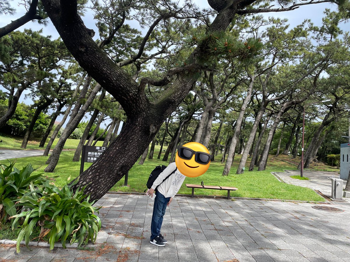 kanade_mifuyu's tweet image. 海風が強すぎて斜めに育った木でも見て元気出せよ