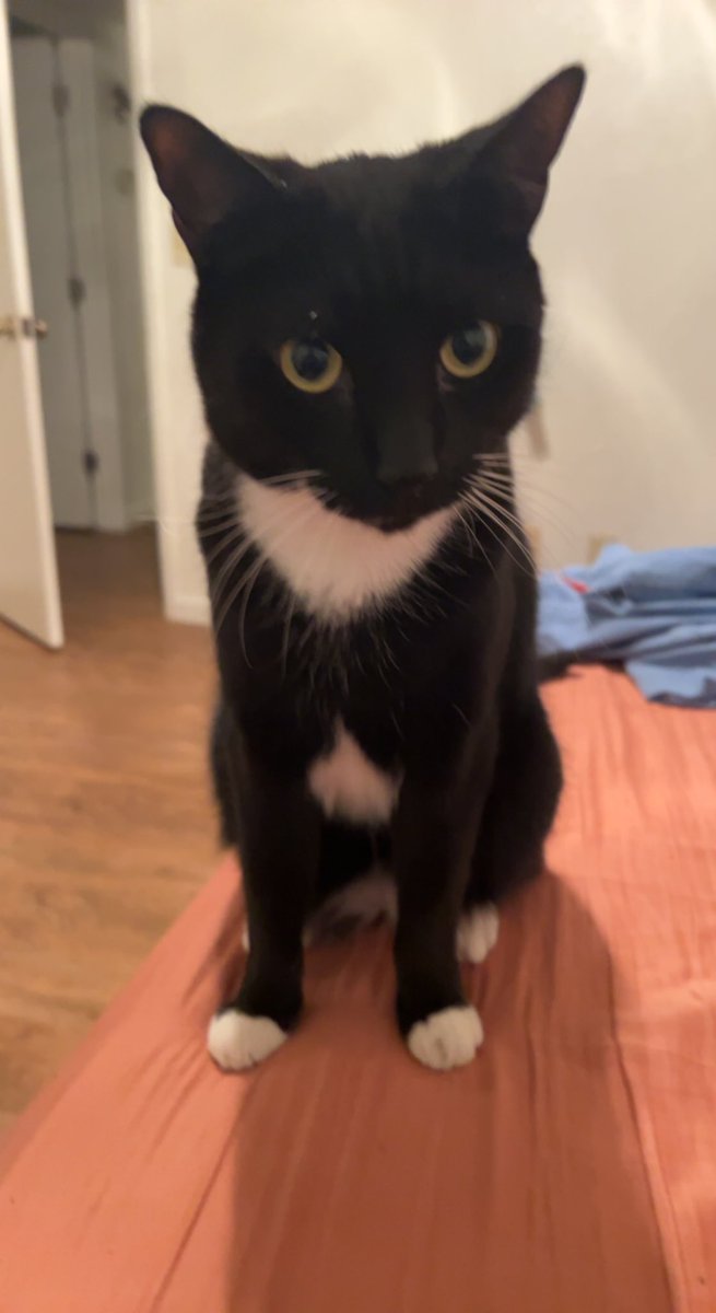 Heart broken tweet &amp; SOS: lost cat in Tucson

I've spent all day searching for this little guy who somehow got out late last night. I know most of you aren't in Tucson but if you could share I would appreciate it. And if anyone local has seen him please let me know 😔