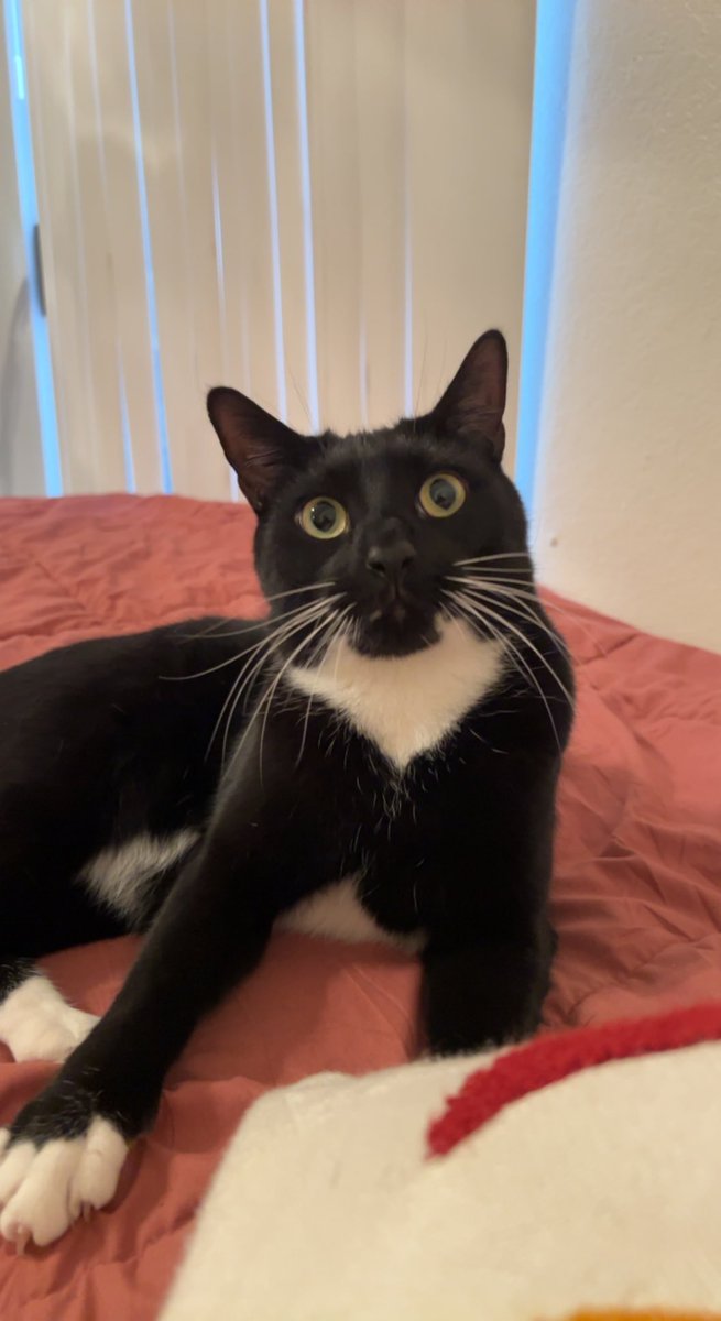 beeotaibi's tweet photo. Heart broken tweet &amp; SOS: lost cat in Tucson

I've spent all day searching for this little guy who somehow got out late last night. I know most of you aren't in Tucson but if you could share I would appreciate it. And if anyone local has seen him please let me know 😔 https://t.co/xwRcGJ8ogF