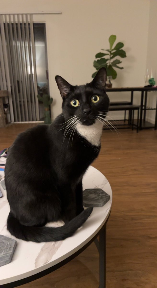 beeotaibi's tweet photo. Heart broken tweet &amp; SOS: lost cat in Tucson

I've spent all day searching for this little guy who somehow got out late last night. I know most of you aren't in Tucson but if you could share I would appreciate it. And if anyone local has seen him please let me know 😔 https://t.co/xwRcGJ8ogF
