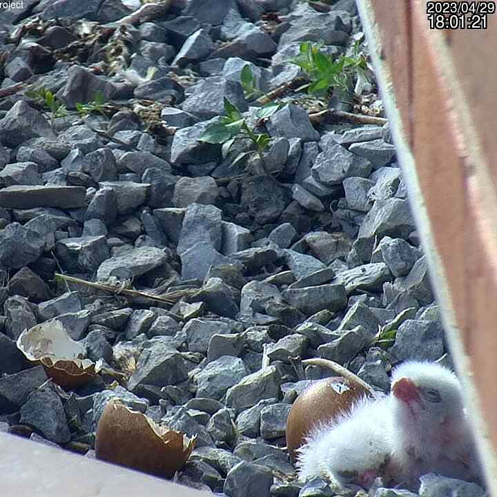 HamiltonNature's tweet image. 🐣 BABY ALERT 🐣 McKeever and Judson welcomed two chicks today, with at least one more on the way. Keep an eye on the nest camera for updates!

THE FALCONS NEED YOUR HELP: These chicks will take flight in ~6 weeks, pls consider volunteering or donating --&amp;gt; falcons.hamiltonnature.org