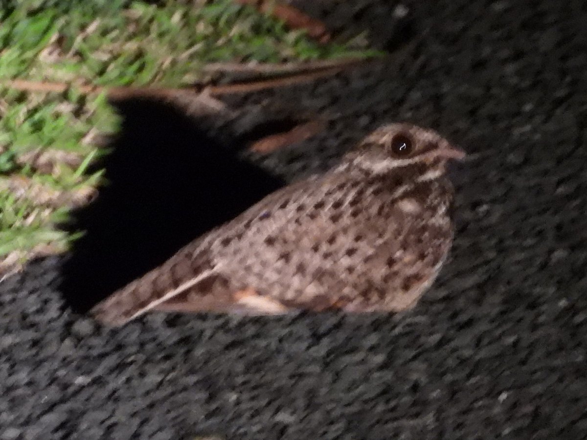 BobbysBirdDex's tweet photo. #589 Swamp Nightjar (Caprimulgus natalensis)
St. Lucia #KwaZuluNatal #SouthAfrica #Africa
Blurd of the week!
#birds #birding #birdwatching #birdphotography #twitternaturecommunity #nature #naturephotography #nightjar #wildlifephotography #birdoftheday #blurd #recordshot https://t.co/wGxaHd8lXd