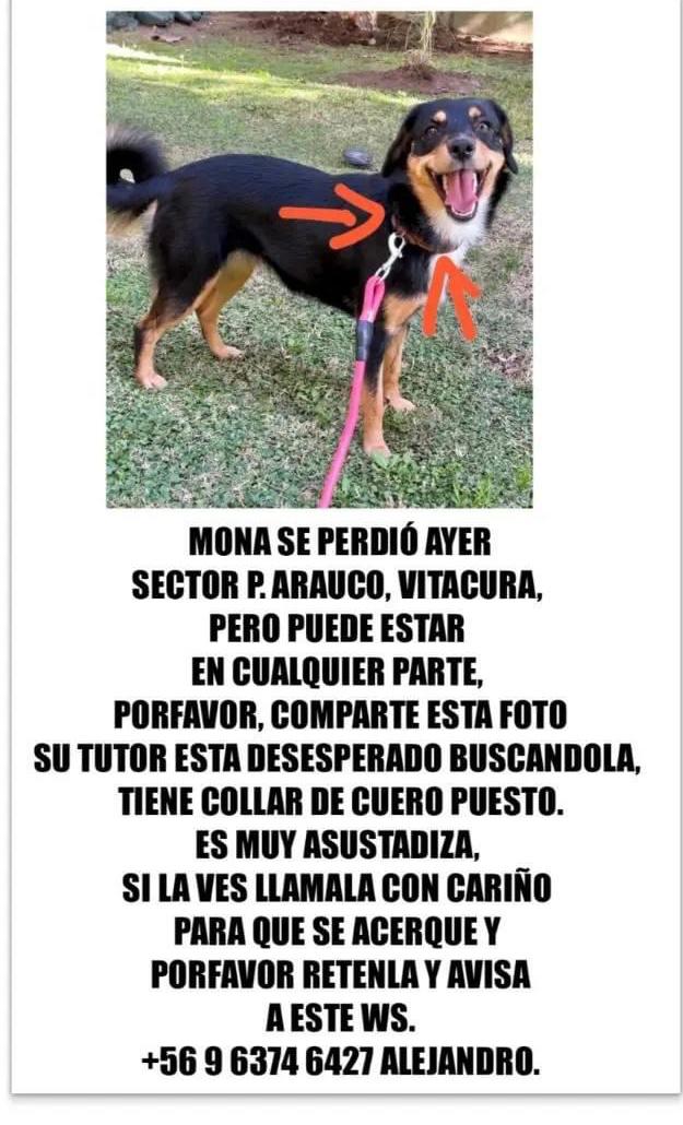 SE BUSCA A MONA! COLLAR CAFE se perdió cerca del parque araucano, Las Condes.