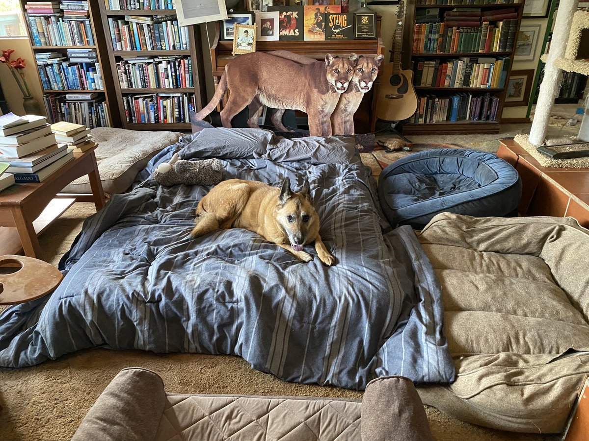 Beth Pratt tweet media