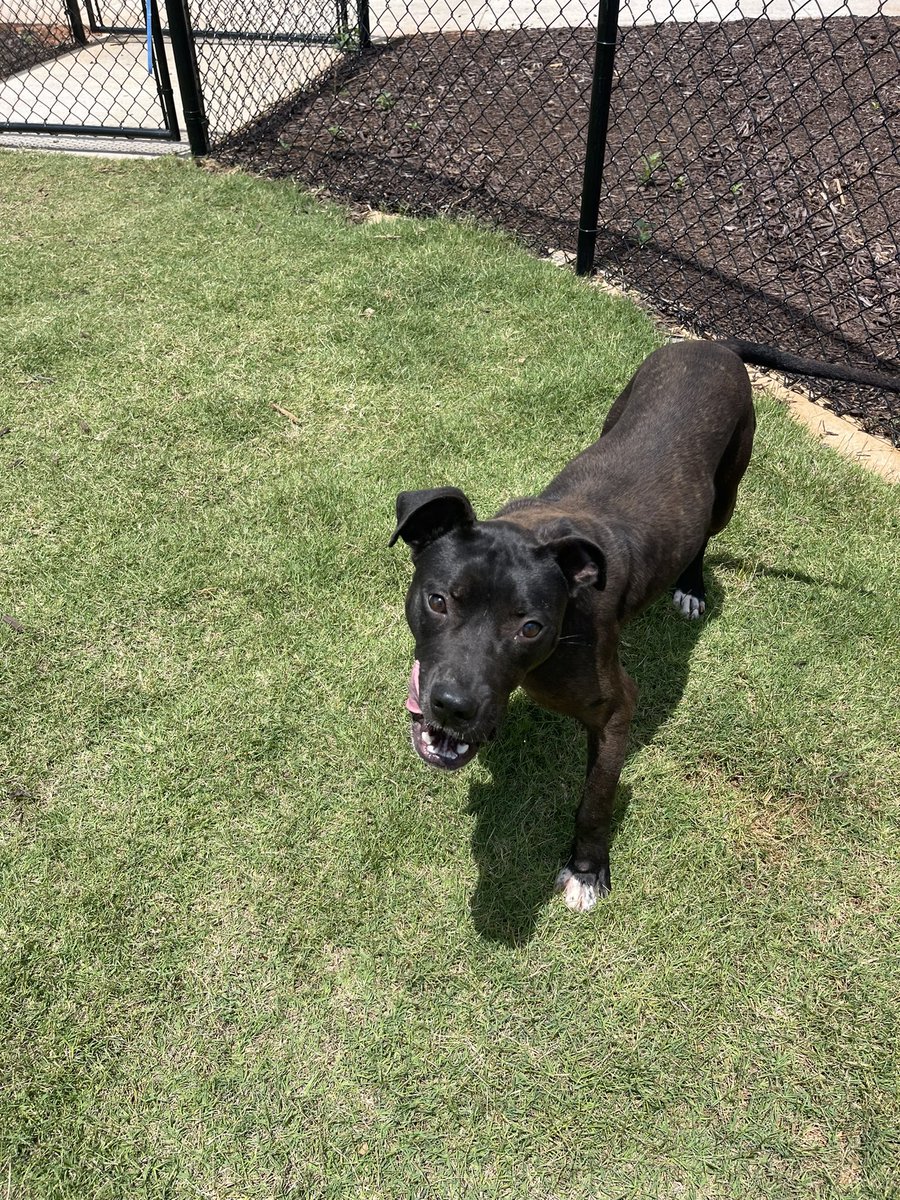 Follow <a href="/ACAS_PAWS/">Anderson County PAWS</a> and stay up to date on how you can support them! <a href="/tigerimpactnil/">TigerImpact</a>