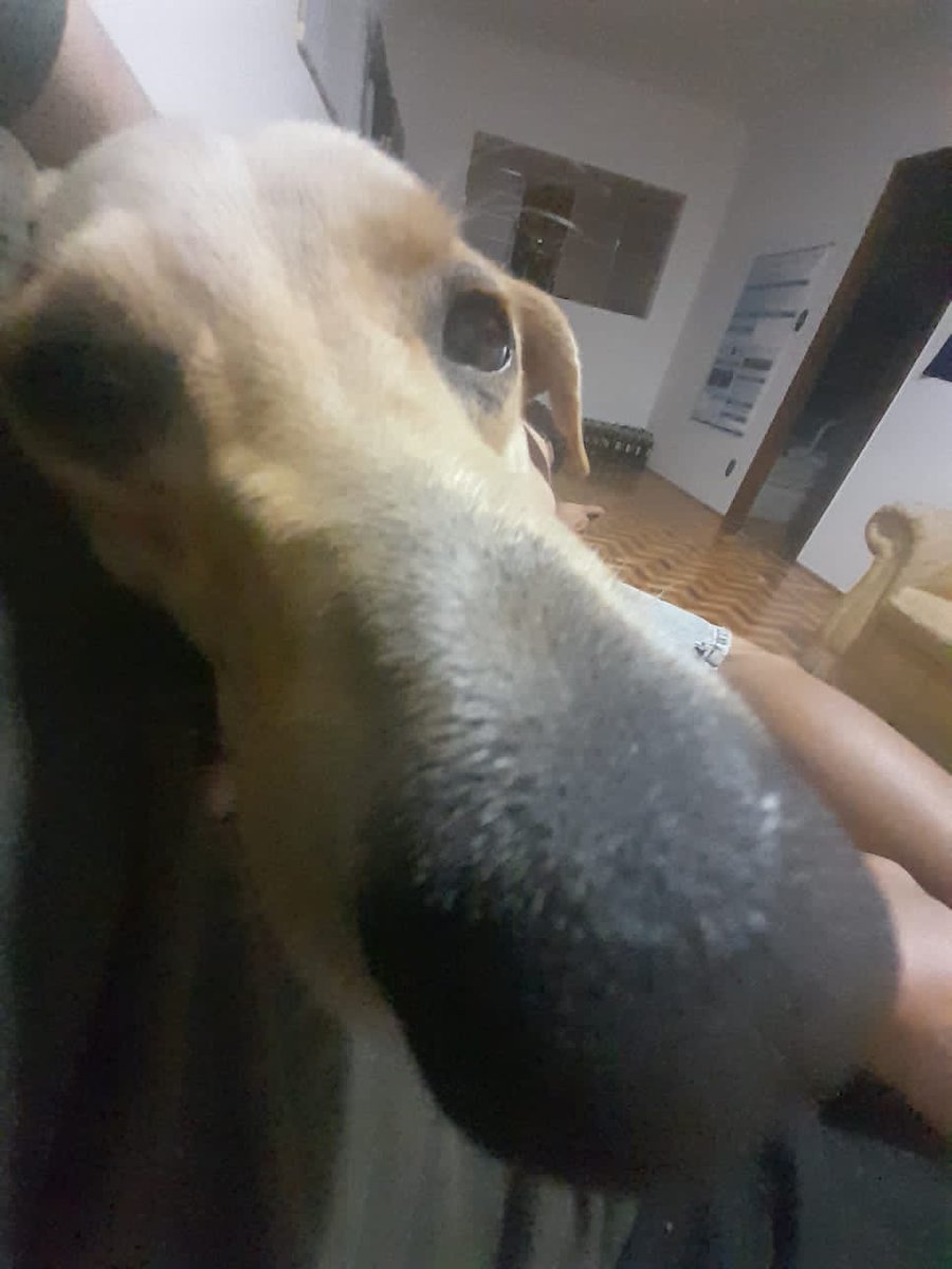 Repsueca's tweet image. Brahma