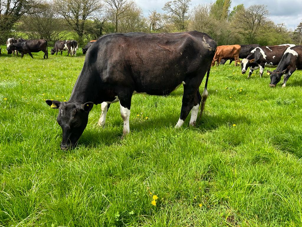 wsbservices's tweet photo. @DavidClivestock are offering 65 well grown August/September calving heifers. Videos on request. This group comes from a herd with very high fertility combined with high solids. Available in the UK. 
Call Shane 07564 472215
https://t.co/Ck4MS6W7LW Office +353 44 935 6200 https://t.co/bNKcM4bsXV