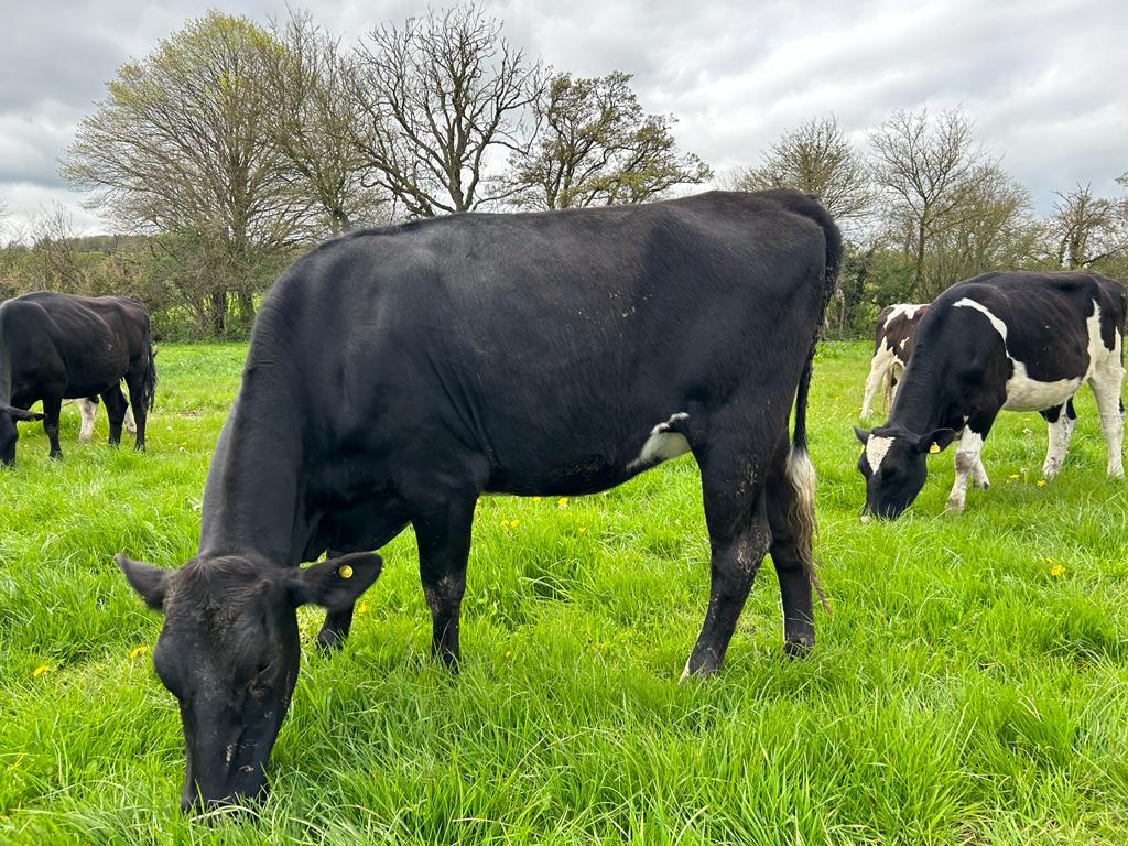 wsbservices's tweet photo. @DavidClivestock are offering 65 well grown August/September calving heifers. Videos on request. This group comes from a herd with very high fertility combined with high solids. Available in the UK. 
Call Shane 07564 472215
https://t.co/Ck4MS6W7LW Office +353 44 935 6200 https://t.co/bNKcM4bsXV