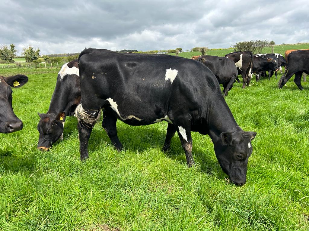 wsbservices's tweet photo. @DavidClivestock are offering 65 well grown August/September calving heifers. Videos on request. This group comes from a herd with very high fertility combined with high solids. Available in the UK. 
Call Shane 07564 472215
https://t.co/Ck4MS6W7LW Office +353 44 935 6200 https://t.co/bNKcM4bsXV