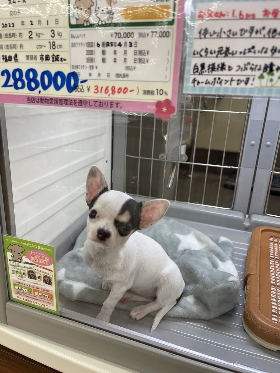 Gimmeaflakeman on Twitter "My friend was surprised to hear that pet