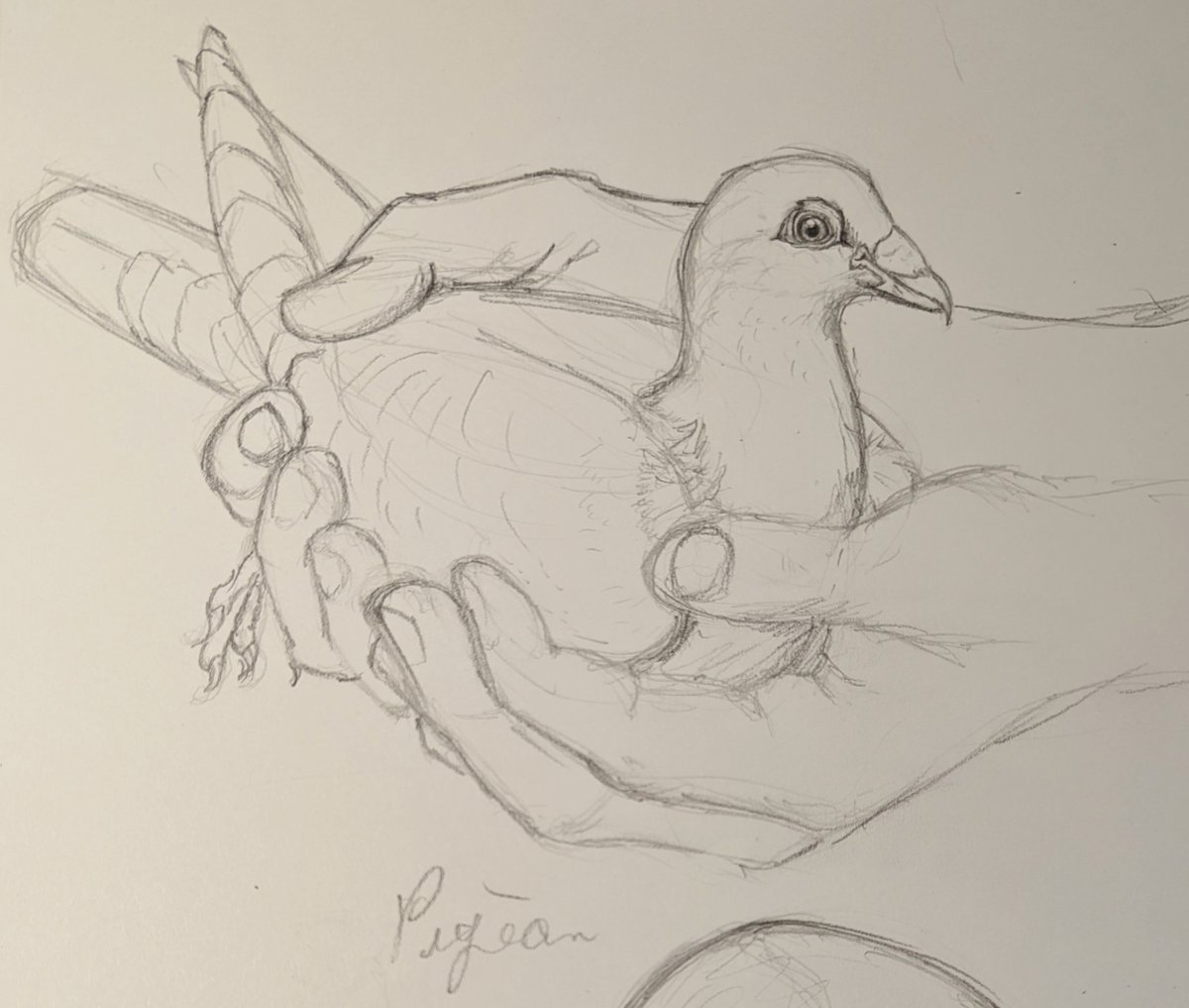 redfendraws's tweet photo. Bird sketch dump #2! #ko-fi #birdart #birbs Cassie Richards's Ko-fi Gallery https://t.co/OZPBdWggqH https://t.co/YAX3cBkqJE