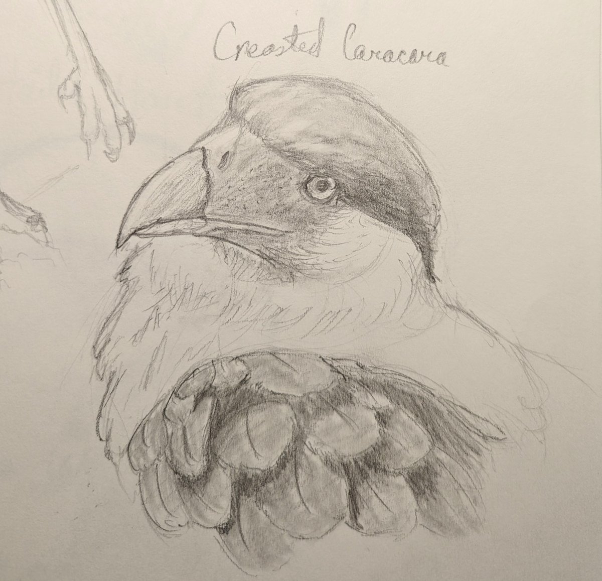 redfendraws's tweet photo. Bird sketch dump #2! #ko-fi #birdart #birbs Cassie Richards's Ko-fi Gallery https://t.co/OZPBdWggqH https://t.co/YAX3cBkqJE