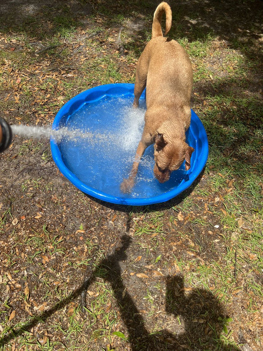 terrye_thorp's tweet photo. @EllieMoIsTopDog @OnPatrolNation Sheโs the sweetest!
Iโm so glad to have found her
She needs a bigger pool but she didnโt seem to care
#sweetgirl #mypup https://t.co/t7OGa5do4h