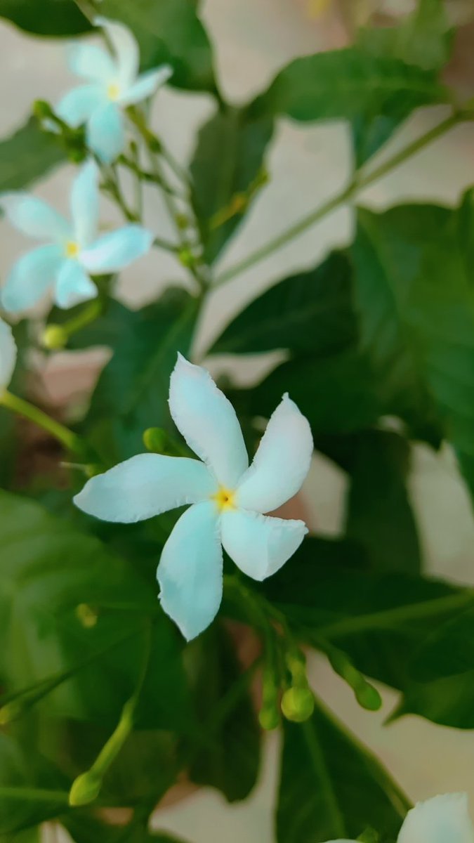 Good morning #NFTFam ✨️ 
Start your day with positively 💕 
#NFTs #Polygon #Ethereum #opensea #community