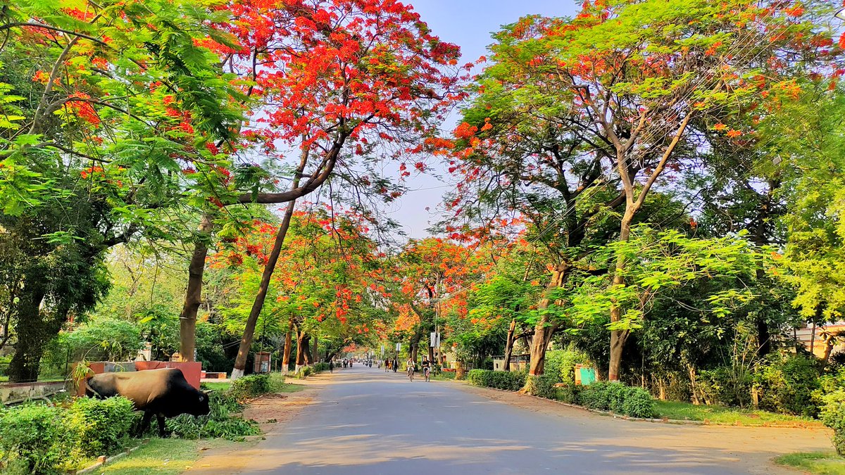StrollerSpirit's tweet photo. Springtime in Banaras Hindu University is a sight to behold! The vibrant colors of the blooming trees bring a new life to the campus in April and May. #BHU #SpringtimeBeauty #ColorfulCampus πΈπ³πΌ https://t.co/kTJnZcZO7p
