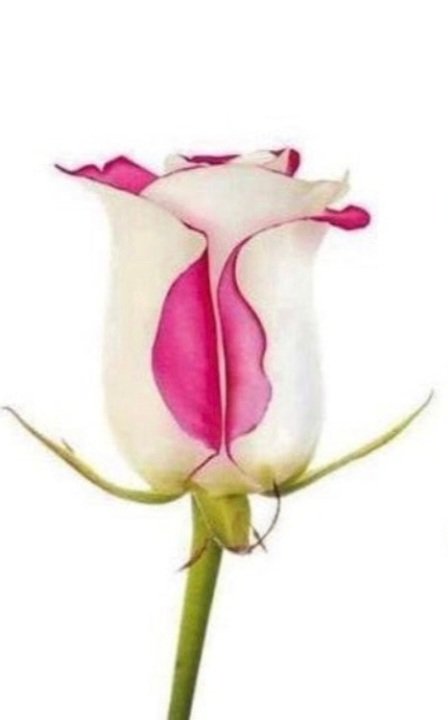 rayhan_mkk's tweet photo. @Alathbahh ياشوق انا عنك ظروفي حدتني
مالي على المسيار يمك وسليه
كان الليالي المقبله ساعدتني
جيتك ولو من عقب مده طويله
دارت بي الافلاك لين ابعدتني
عن صاحب والله مقبل بديله
امحبتي لك يالغضي وردتني
حوض المنيه بين يوم وليله
امحبتك جرت علي واجهدتني
مثل الذي عجزت عظامه تشيله https://t.co/TzGBnAJwjO