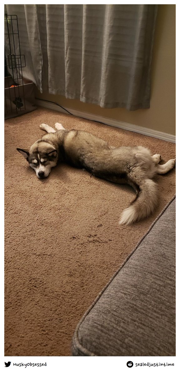 HuskyObsessed's tweet photo. How is this comfortable?
#husky #siberianhusky #huskylove https://t.co/4swALIgi66
