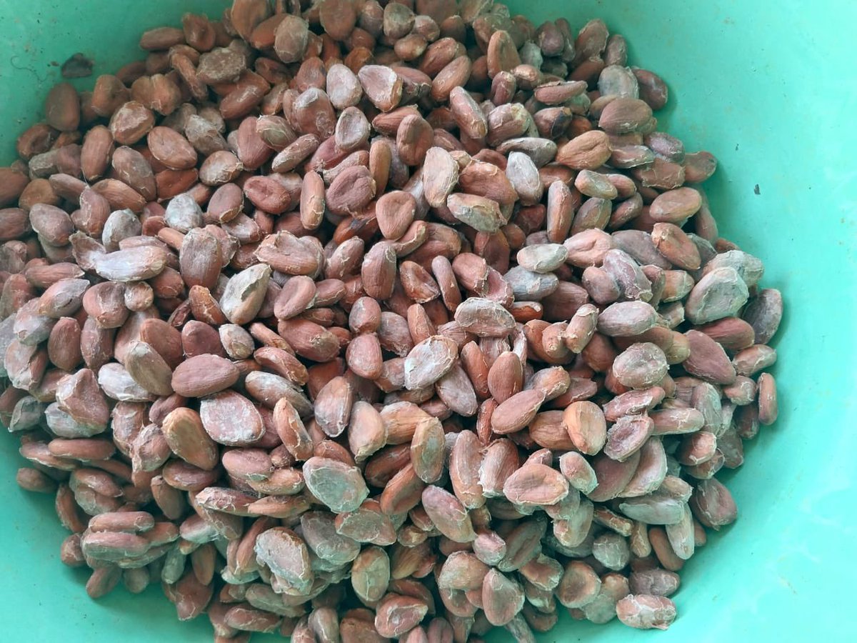 Raul_PaulinH's tweet photo. Gracias a las cosechas de las parcelas de las y los productores👩🏻‍🌾🧑🏻‍🌾 de #SembrandoVida, #hoy en la región sur de #Veracruz se elaboran  bebidas ancestrales como el pinole de #maíz 🌽con #cacao. #ProducirYTransformar https://t.co/O7xv6ZdaGq