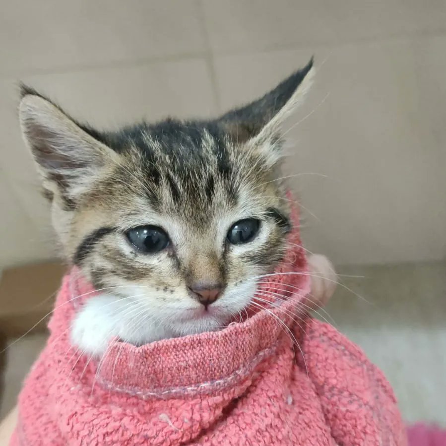 Recefero's tweet photo. Esse bebê precisa de um lar urgente. Ele está na Tijuca/RJ mas levo em qualquer bairro do Rio ou cidades próximas. https://t.co/j39yEqJxPi