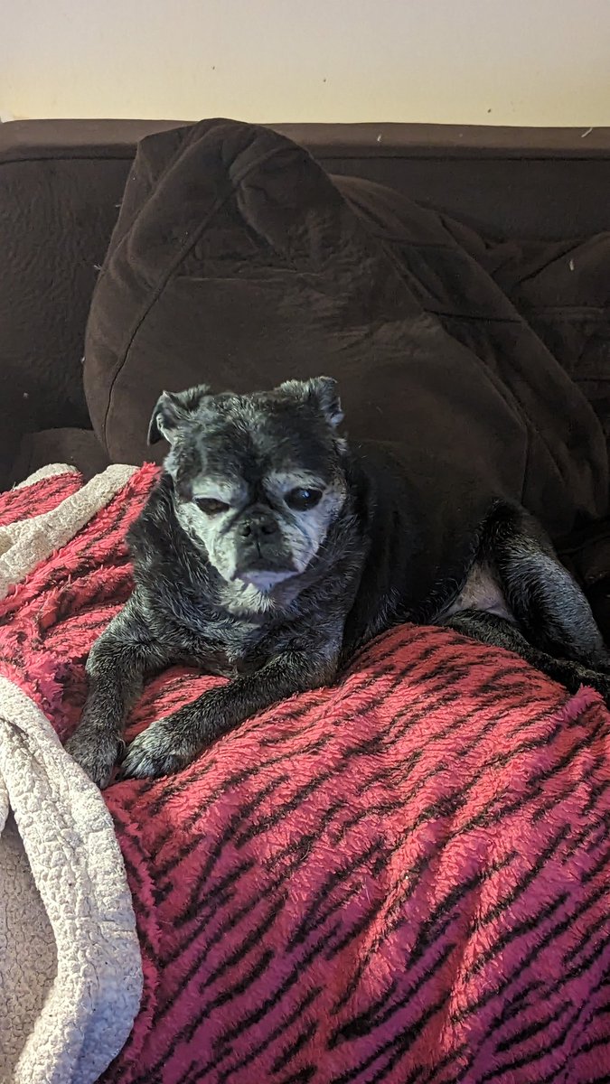 PugnatiousG's tweet photo. Dat's it. Calling it a night. Sleep well dear Frens. Hopes you has sweet dreams 😘❤️❤️😘 https://t.co/KFOCnIIGG5
