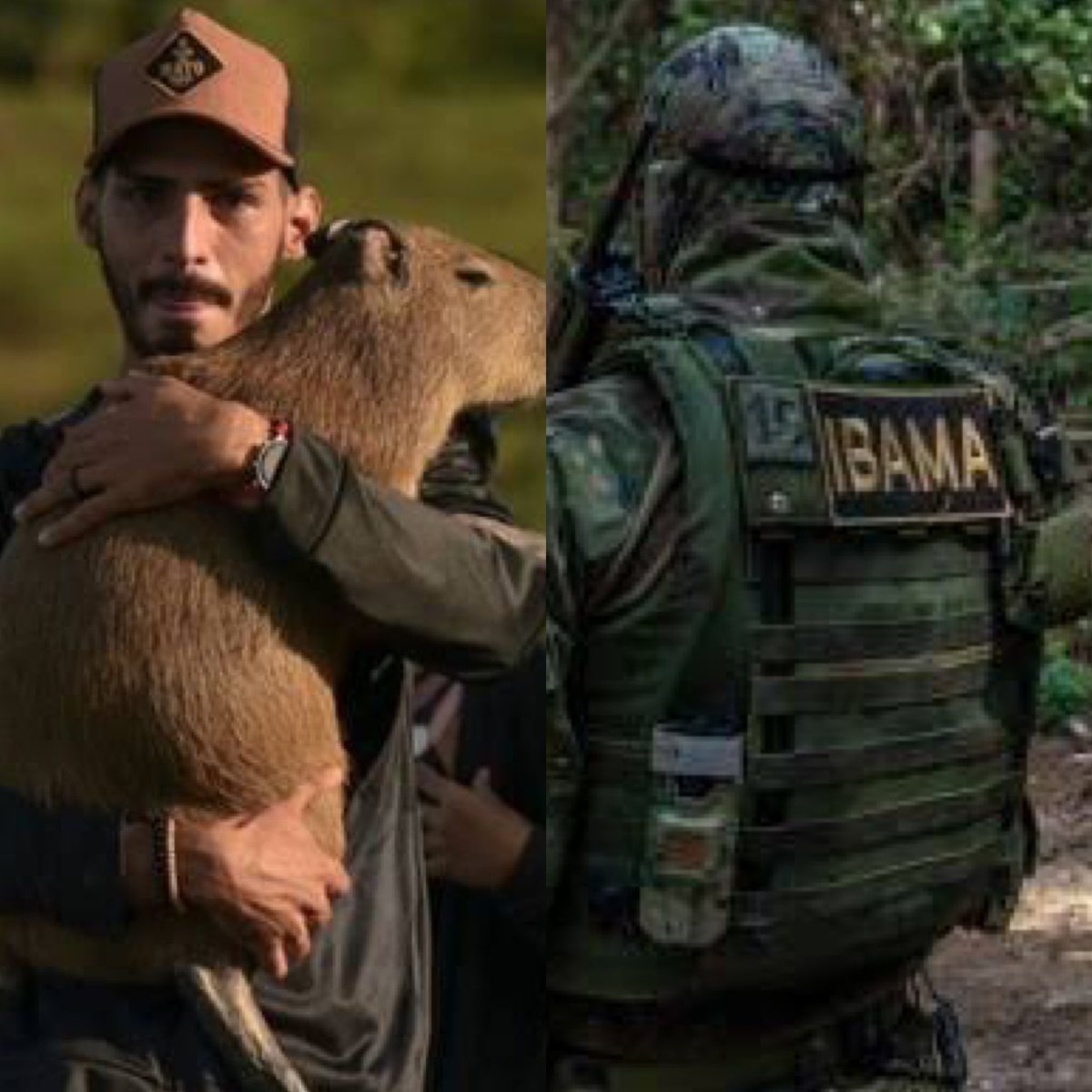 choquei's tweet photo. 🚨AGORA: O IBAMA acaba de fazer um dossiê em um pronunciamento, dizendo que o Agenor foi autuado em R$ 17 mil por diversos crimes ambientais, entre eles matar espécie da fauna silvestre, praticar abuso e manter em cativeiro para obter vantagem financeira com a capivara Filó. https://t.co/T5HeCzmtr3
