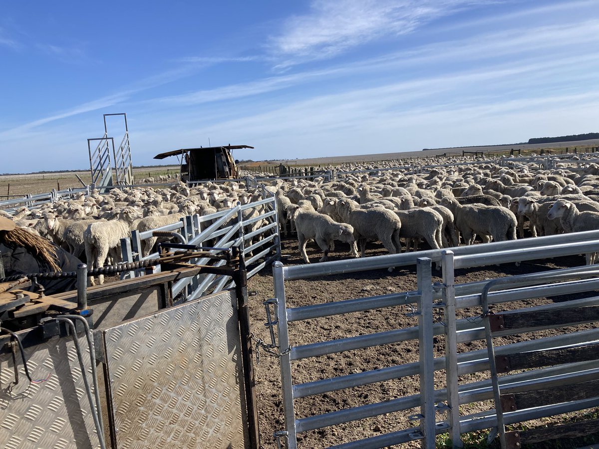 techeweup's tweet image. The beauty of #EIDs when preg scanning is you can record their status and then box them back together with the ability to draft them apart later when it matters. More efficient paddock usage especially during seeding