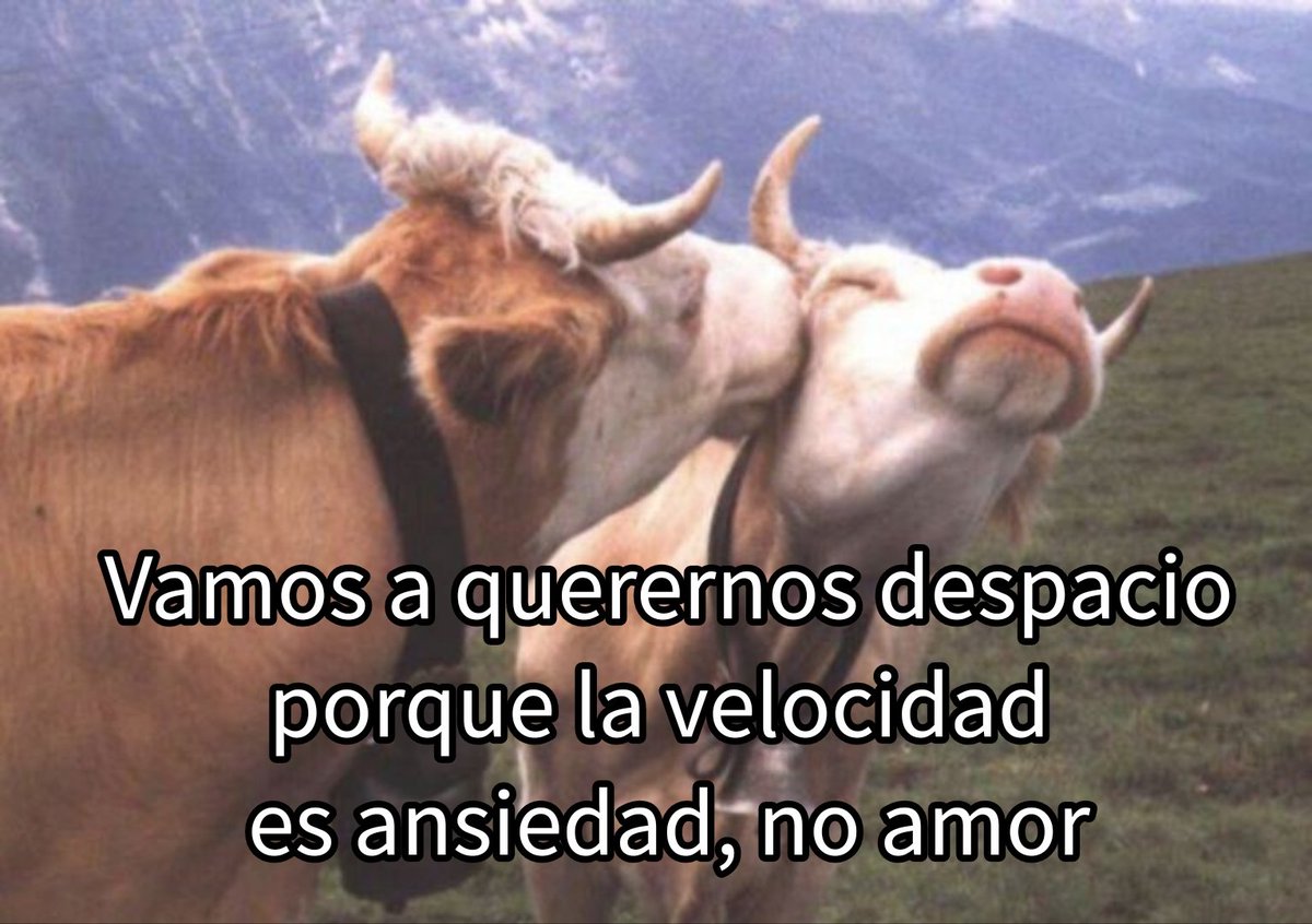 punk_y_cursi's tweet photo. 🐄 https://t.co/HirH45BdjJ
